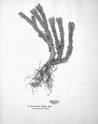 Huperzia selago image